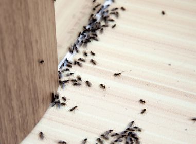 ants pest control