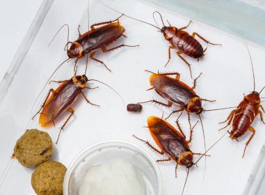cockroach pest control