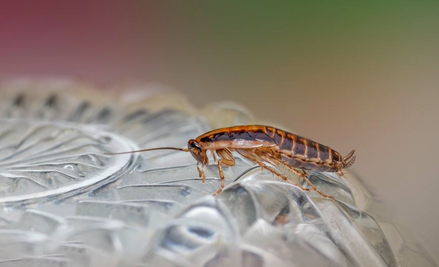 effective cockroach pest control services