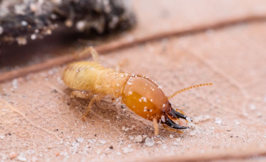 professional termite pest control service