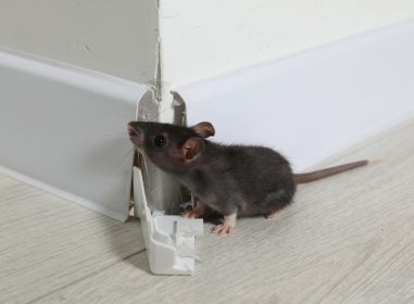 rodent pest control