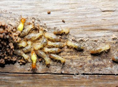 termite pest control