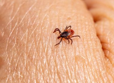 ticks pest control